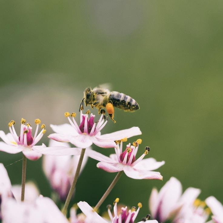 Protected areas overview